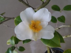 2026年2月28日　白雪椿1